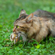 Illustration for article titled Sorry Cat Lovers, Cats Are an Invasive Species, Too